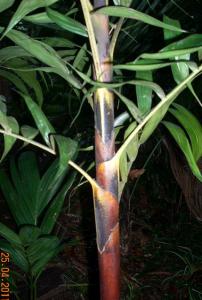 post-5709-032208500 1303942417_thumb.jpg