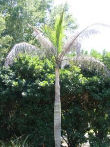 post-5757-029927700 1303929491_thumb.jpg