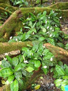 post-747-037887800 1302743163_thumb.jpg