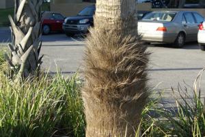 post-1207-1210118633_thumb.jpg
