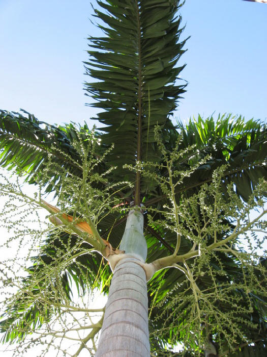 Foxy Lady Palm - DISCUSSING PALM TREES WORLDWIDE - PalmTalk