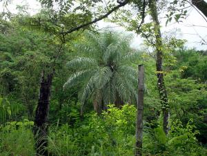 post-747-059289700 1306720571_thumb.jpg