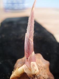 post-1758-1214173071_thumb.jpg