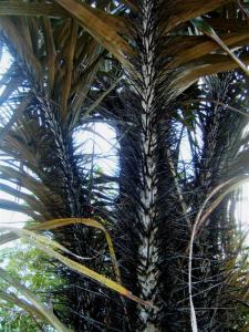 post-188-1213275546_thumb.jpg