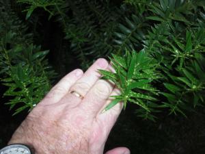 post-106-12776628771115_thumb.jpg
