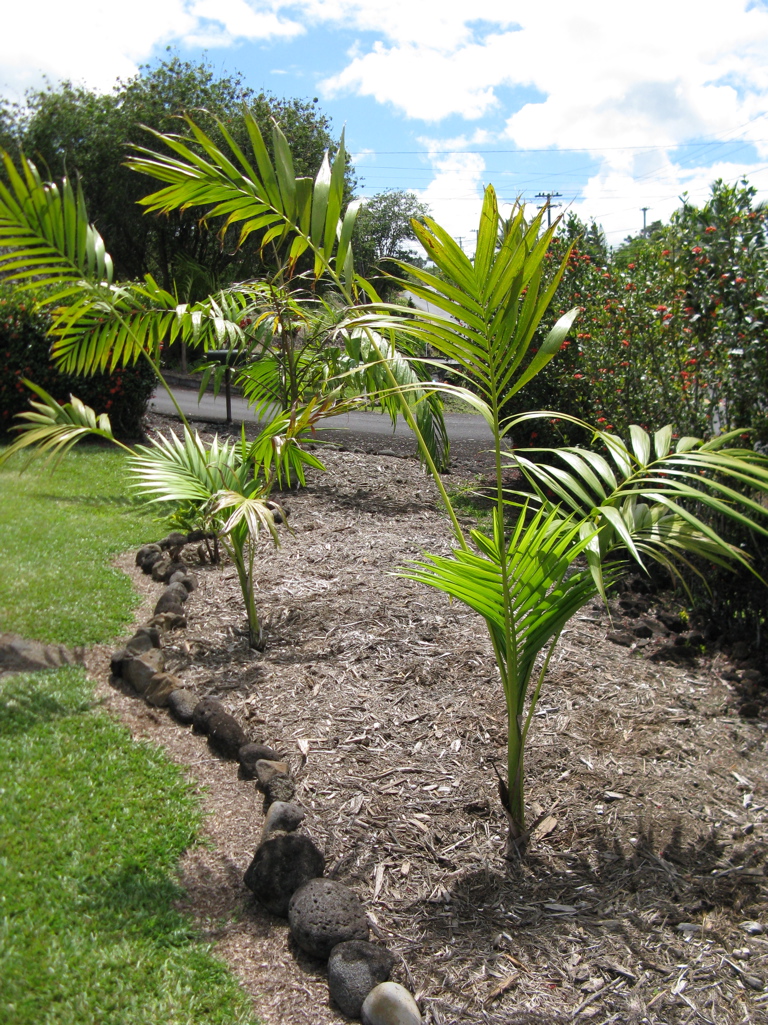 Mulch for my palms! DISCUSSING PALM TREES WORLDWIDE PalmTalk