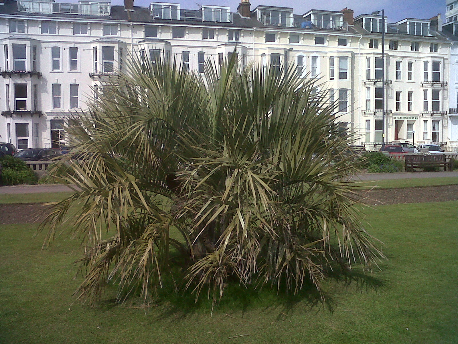 Palms in Yorkshire/Northern England DISCUSSING PALM TREES WORLDWIDE