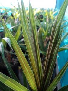 post-1131-066100100 1308384755_thumb.jpg