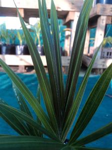 post-1131-093746200 1308384730_thumb.jpg