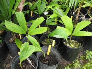 post-1300-005597500 1308518049_thumb.jpg