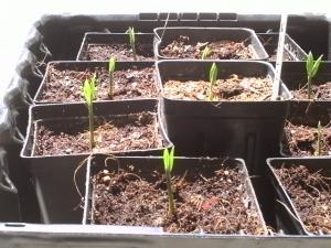 post-3028-088045900 1307721247_thumb.jpg