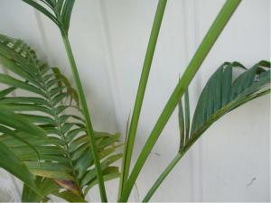 post-51-003897200 1309172529_thumb.jpg