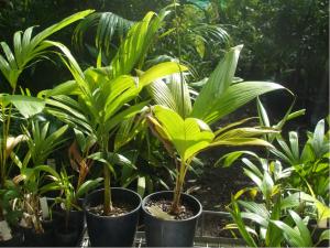 post-51-062627700 1309171811_thumb.jpg