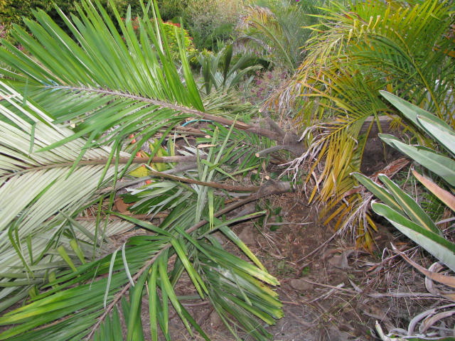 Show me your Arenga engleri plantings!