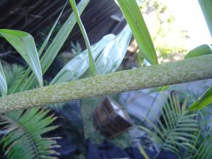 post-27-1215763029_thumb.jpg