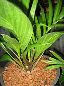 post-50-1215533966_thumb.jpg