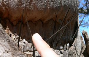 post-632-1215631071_thumb.jpg