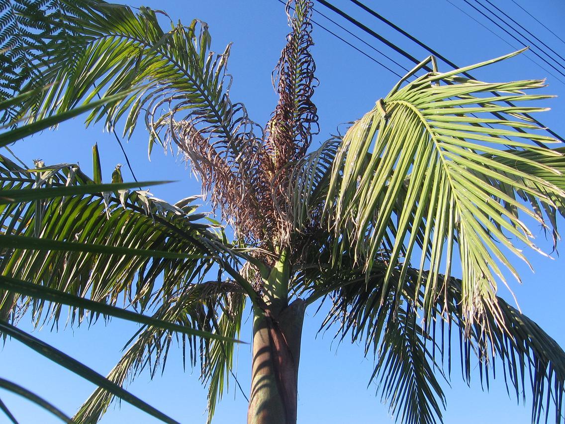 Dying King Palm DISCUSSING PALM TREES WORLDWIDE PalmTalk