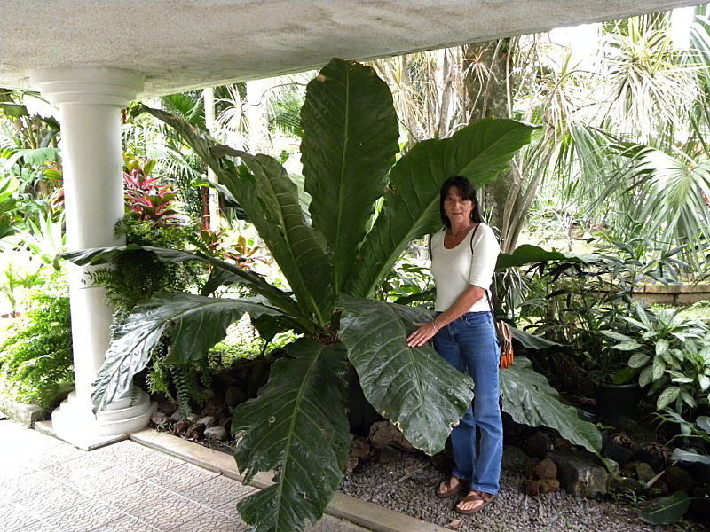 anthurium amazon Anthurium Amazon Rabbit (Forgetii x Pinkleyi) – Plantamani Plants
