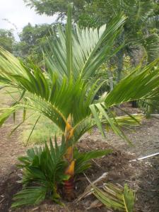 post-3609-012489400 1309490116_thumb.jpg