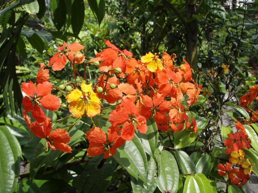 Bohemia Vine - TROPICAL LOOKING PLANTS - Other Than Palms - PalmTalk