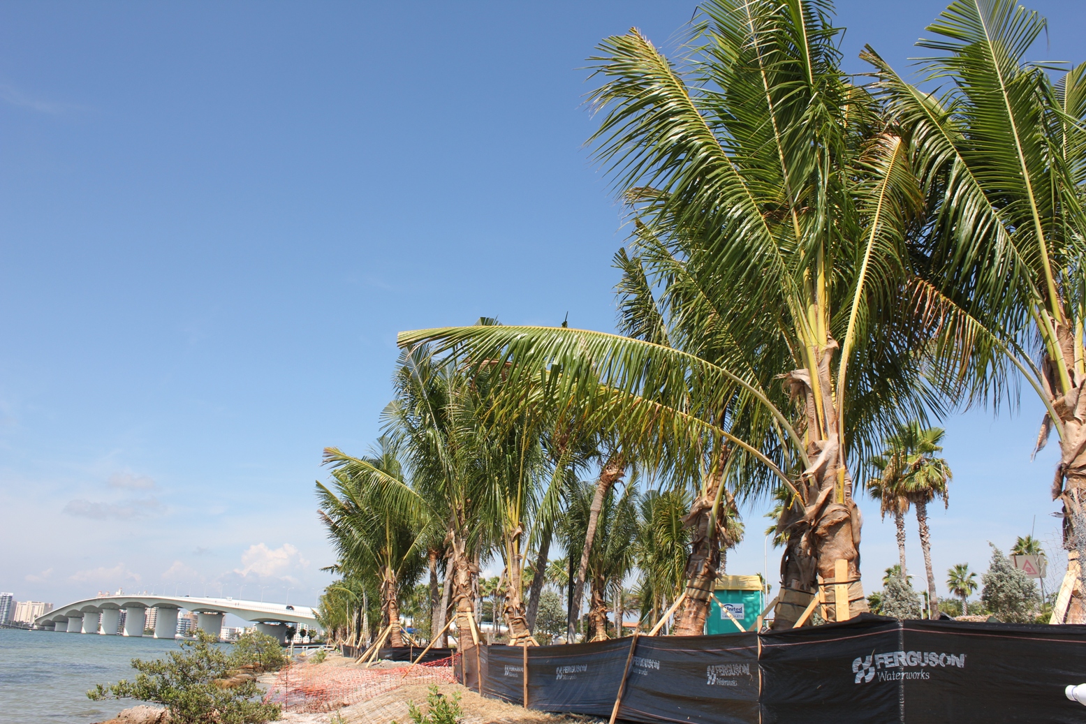 New coconuts in Sarasota DISCUSSING PALM TREES WORLDWIDE PalmTalk