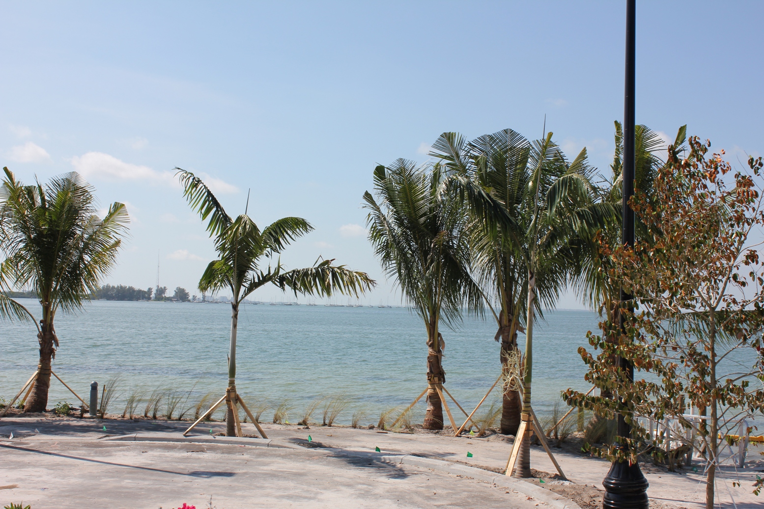 New coconuts in Sarasota DISCUSSING PALM TREES WORLDWIDE PalmTalk