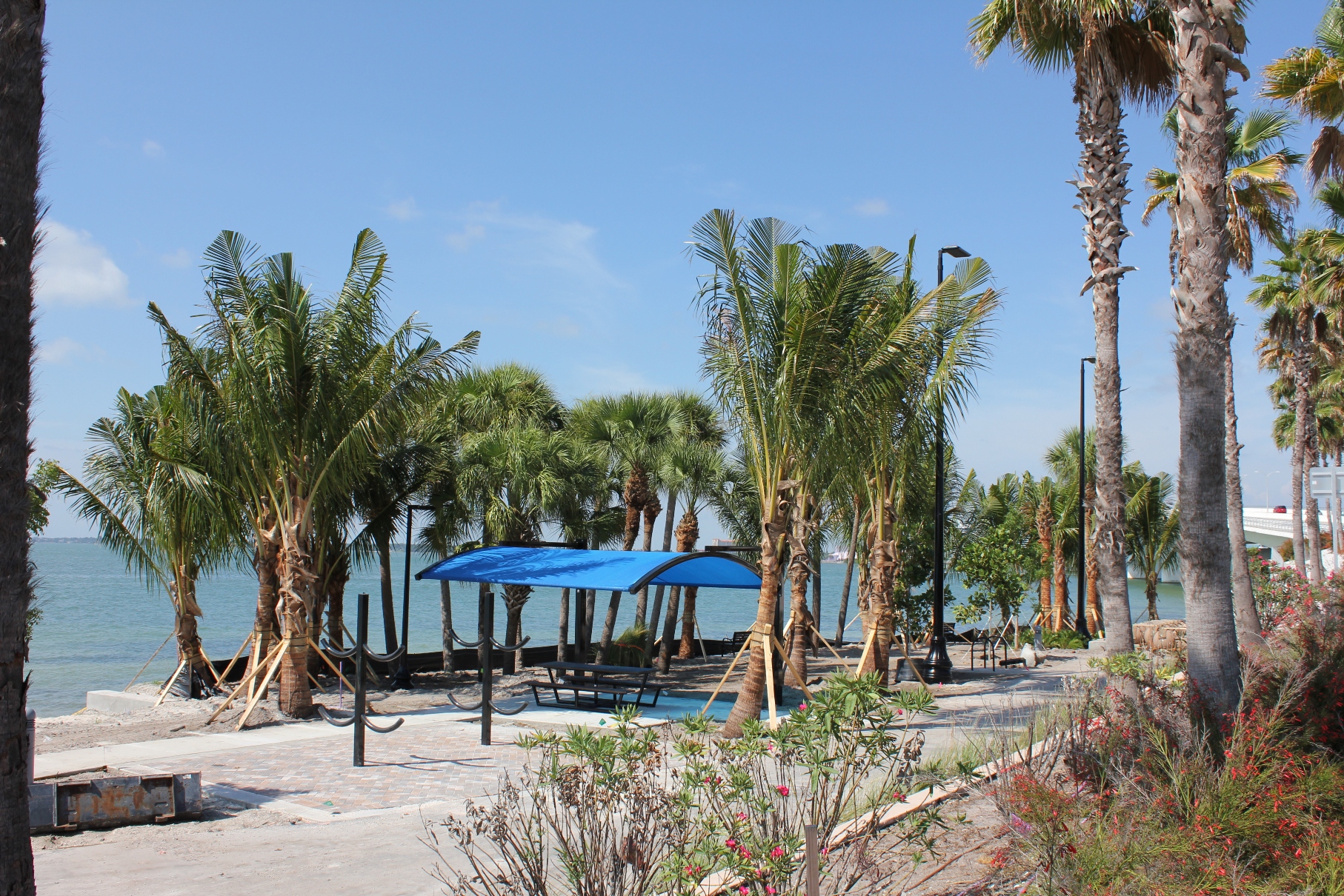 New coconuts in Sarasota DISCUSSING PALM TREES WORLDWIDE PalmTalk