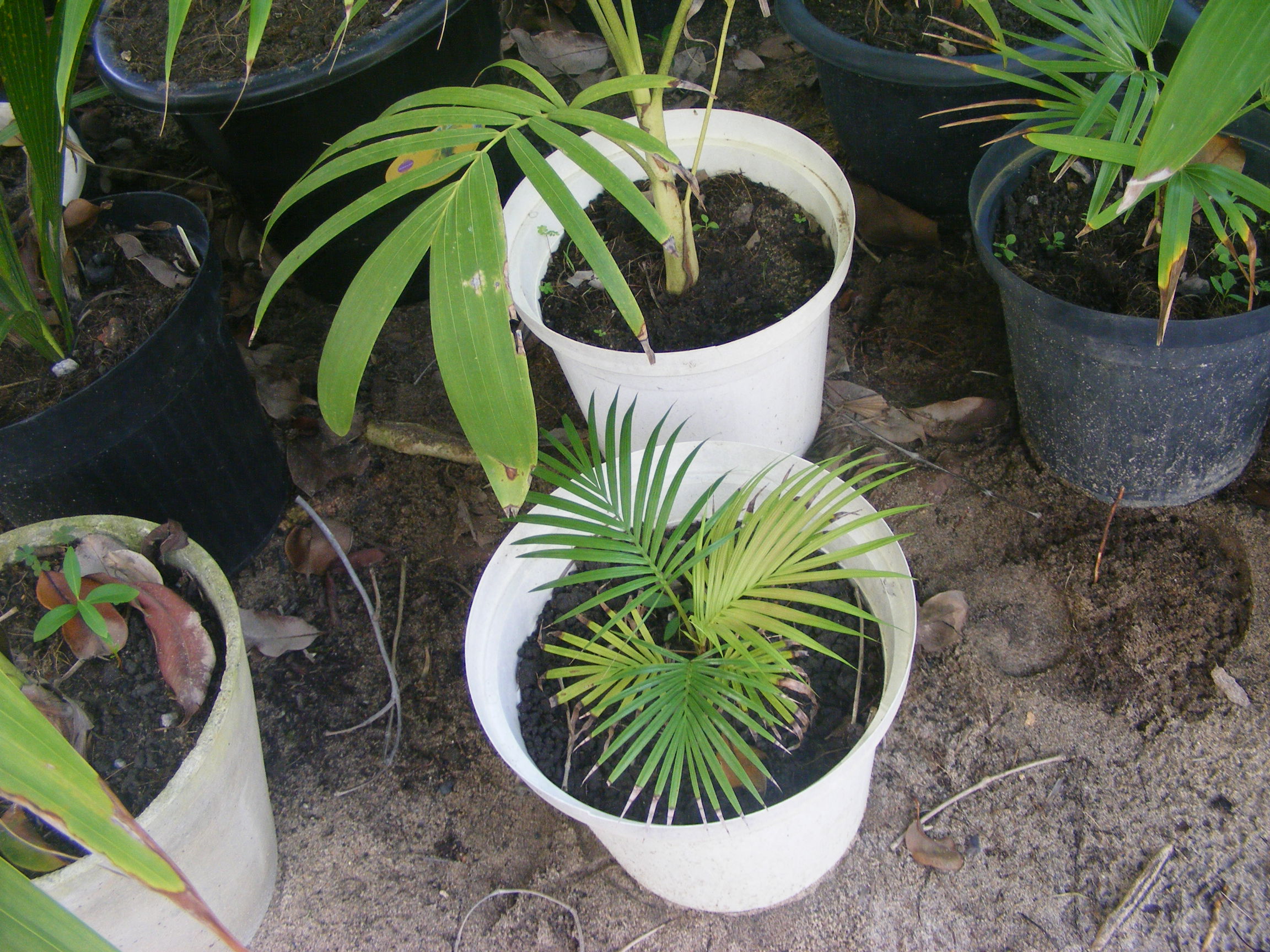 Slowest Palms DISCUSSING PALM TREES WORLDWIDE PalmTalk