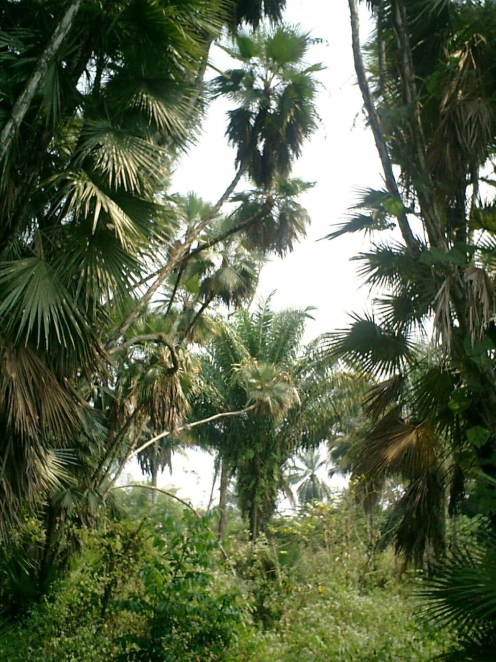 Botanical Garden Kisantu, BasCongo TRAVEL LOGS PalmTalk