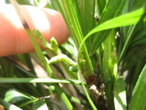 post-305-1222712028_thumb.jpg