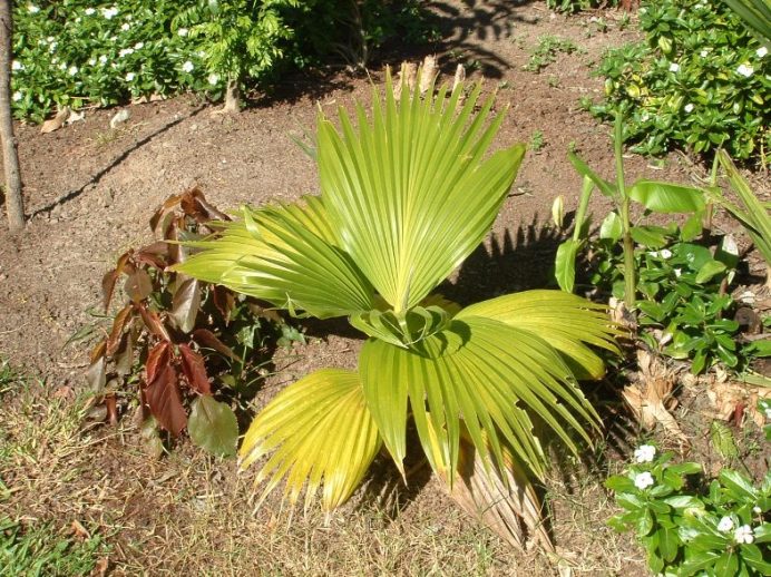 Just some pics DISCUSSING PALM TREES WORLDWIDE PalmTalk