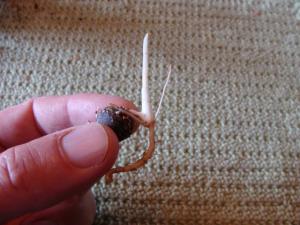 post-465-1253738301_thumb.jpg