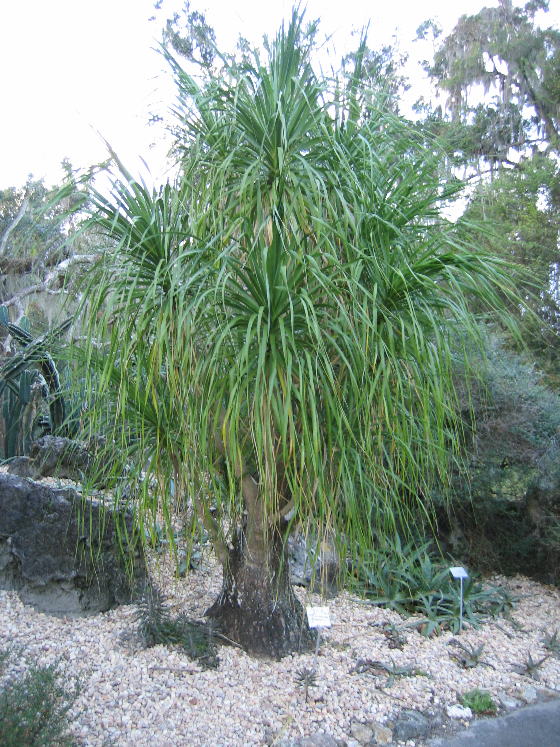 Ponytail Palm TROPICAL LOOKING PLANTS Other Than Palms PalmTalk
