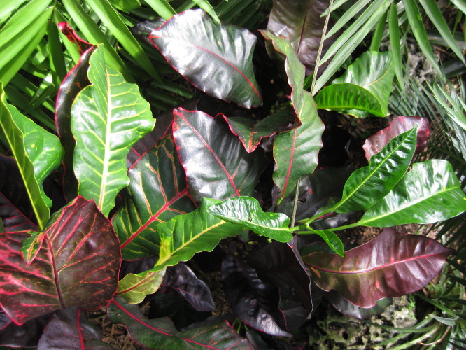 My Croton Collection.....8 years in the making - TROPICAL LOOKING ...
