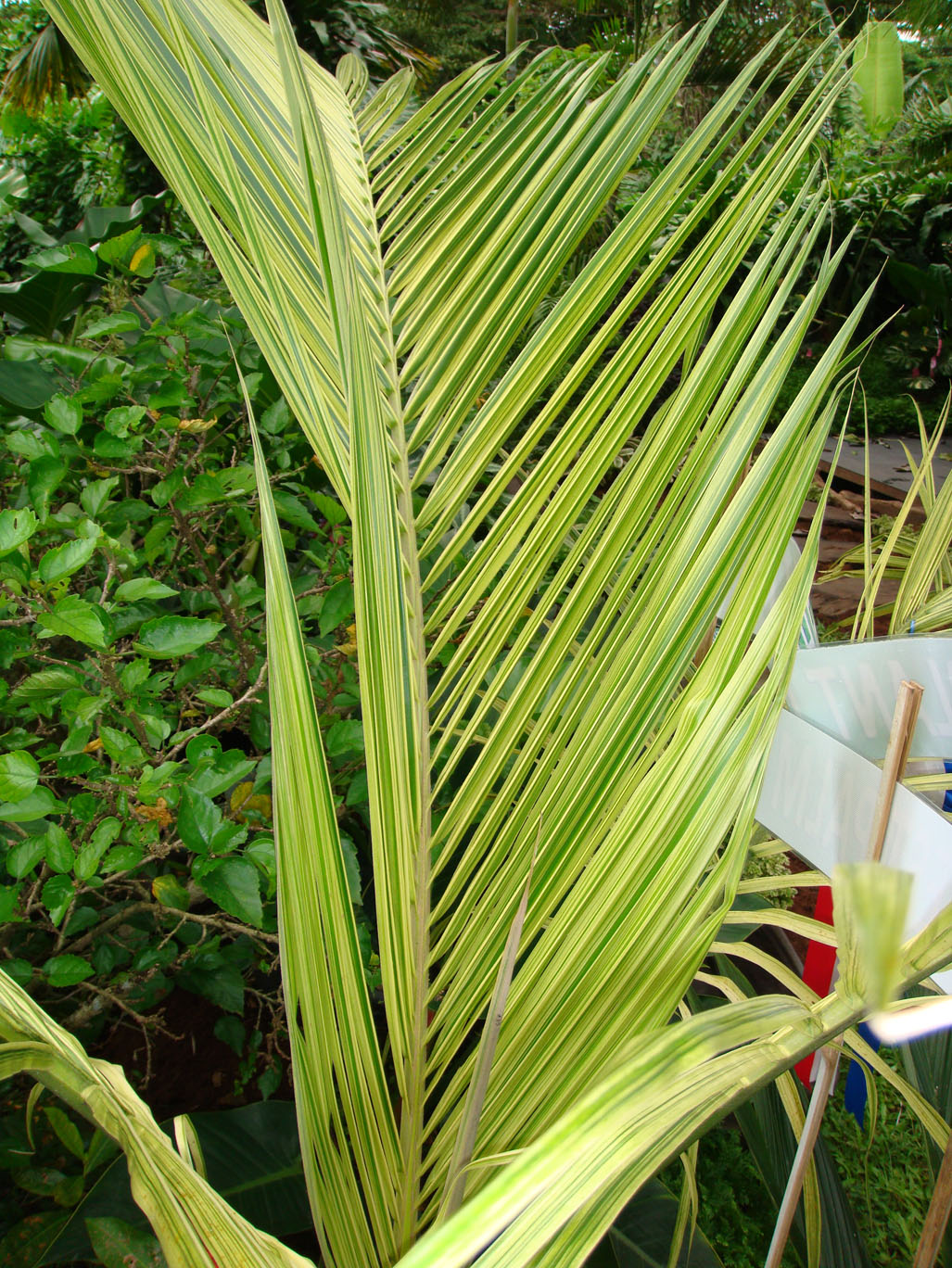 A Variegated Coconut DISCUSSING PALM TREES WORLDWIDE PalmTalk