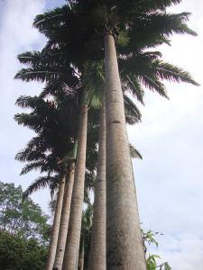 post-747-033319000 1287459199_thumb.jpg