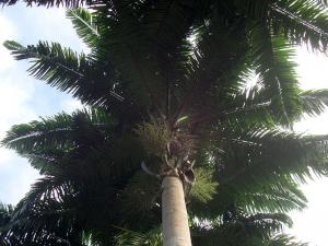 post-747-054128300 1287458636_thumb.jpg