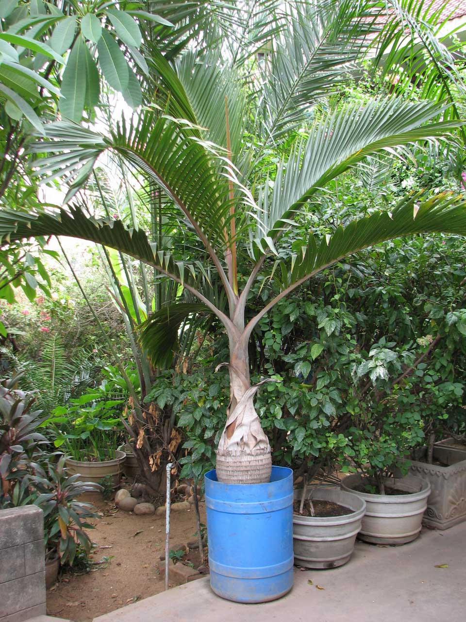 Container Grown Bottle Palms DISCUSSING PALM TREES WORLDWIDE PalmTalk