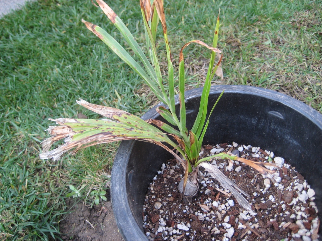 Jubeaopsis caffra - DISCUSSING PALM TREES WORLDWIDE - PalmTalk