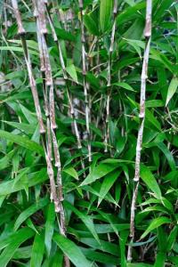 post-4208-074879100 1290115857_thumb.jpg