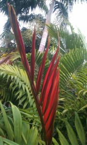 post-50-002964100 1290107495_thumb.jpg