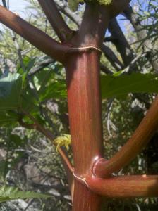 post-536-025518600 1290469430_thumb.jpg