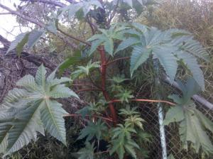 post-536-053000800 1290469412_thumb.jpg