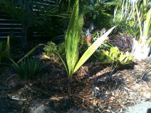 post-953-035708300 1289025843_thumb.jpg