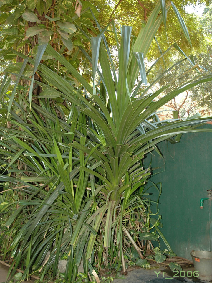 Pandanus monotheca TROPICAL LOOKING PLANTS Other Than Palms PalmTalk