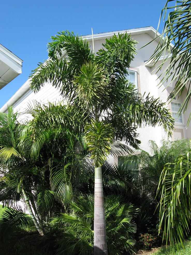 Foxtail - DISCUSSING PALM TREES WORLDWIDE - PalmTalk
