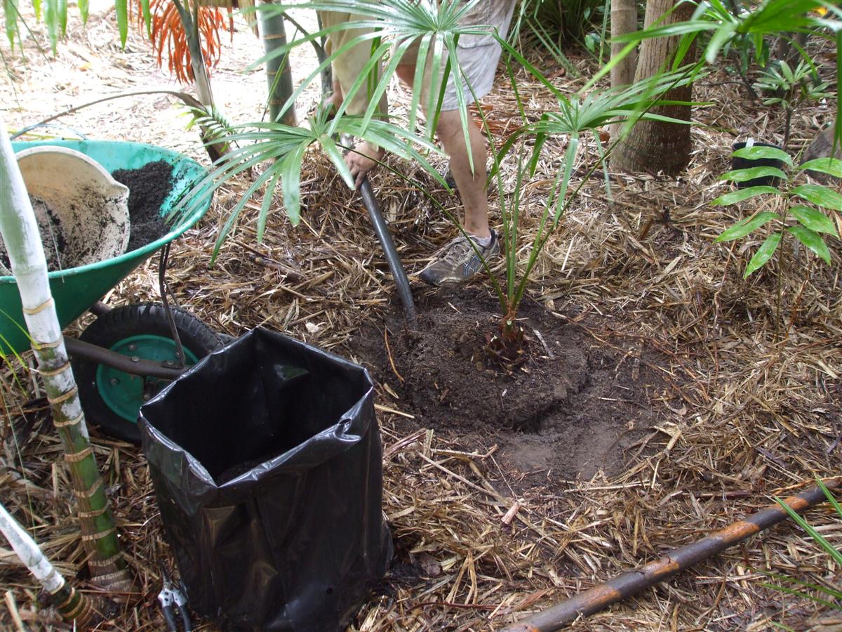 Transplant action DISCUSSING PALM TREES WORLDWIDE PalmTalk