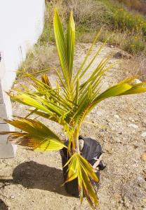 post-285-019247200 1292335108_thumb.jpg