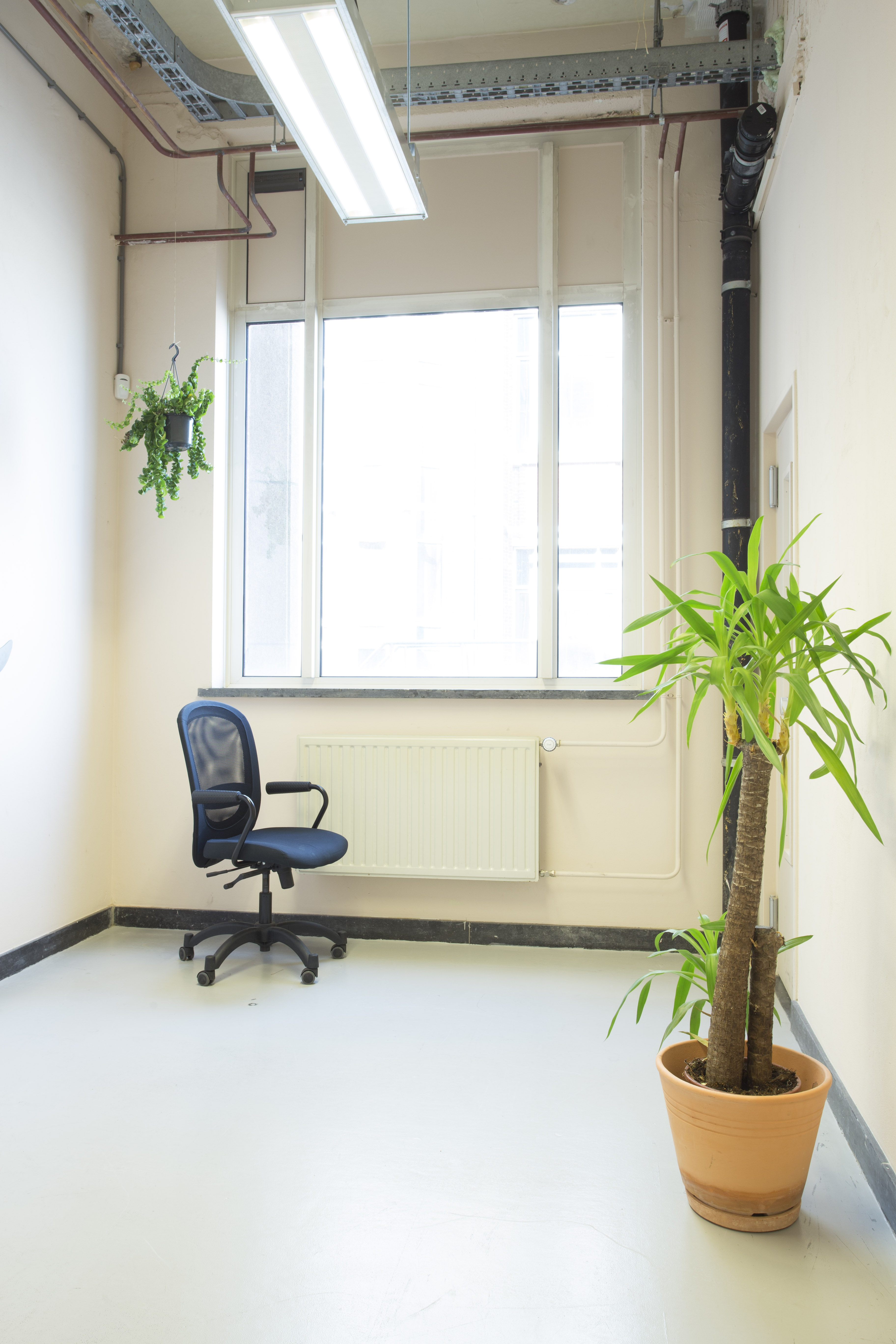 Looking for palm growers in The Netherlands